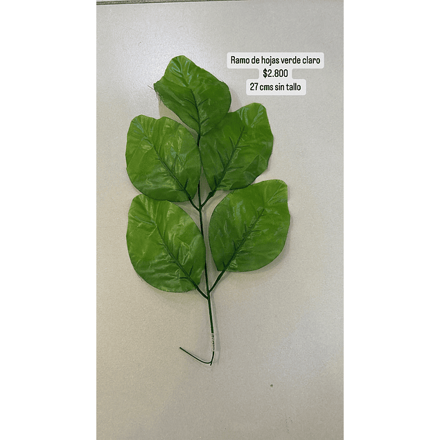 Ramo de hojas verdes clara 