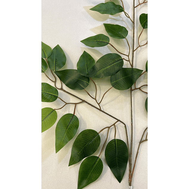 Ramo de hojas tipo ficus 