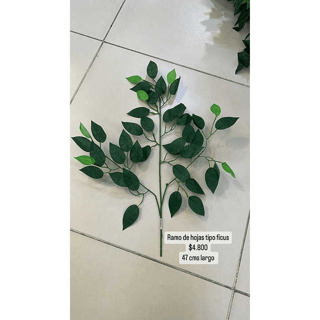 Ramo de hojas tipo ficus