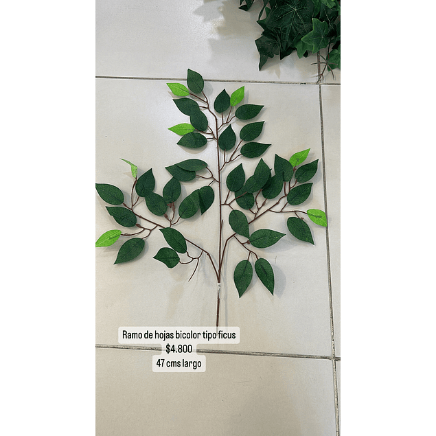 Ramo de hojas tipo ficus bicolor 