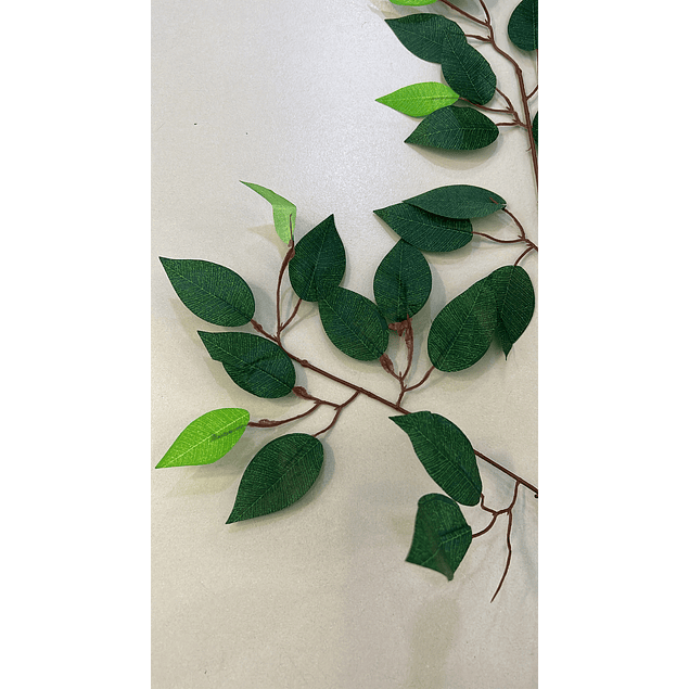 Ramo de hojas tipo ficus bicolor 