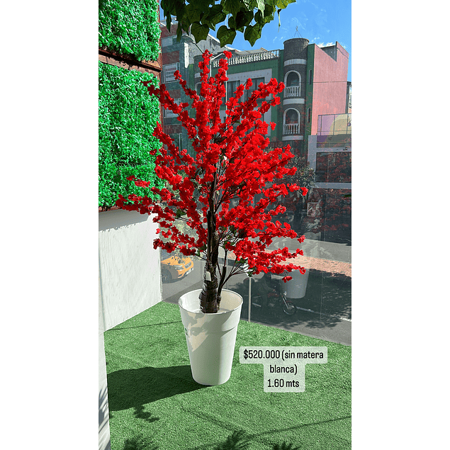 Árbol de cerezo rojo 1.60 mts (precio no incluye matera)