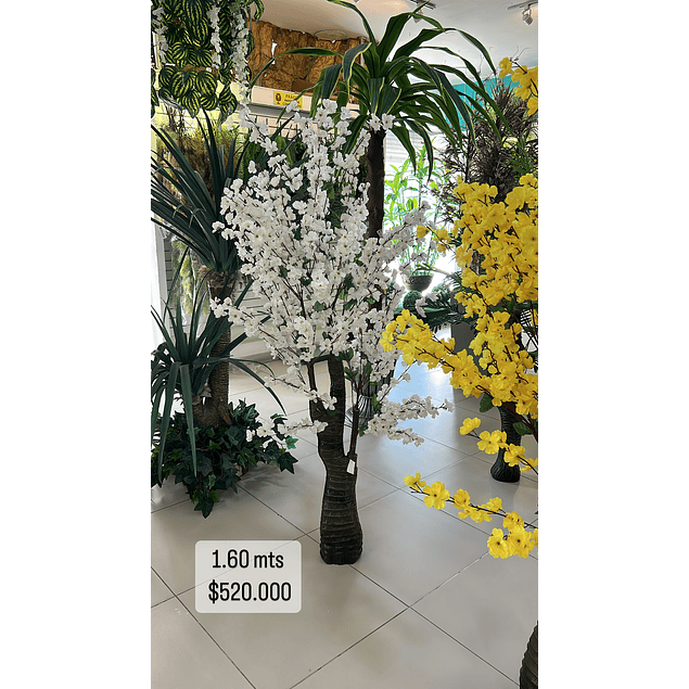 Árbol de cerezo blanco 1.60 mts 