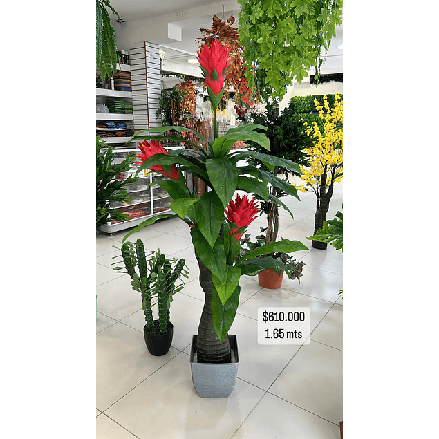Planta con flores rojas 1.65 mts 