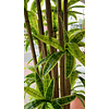 Planta bambú 1.90 mts