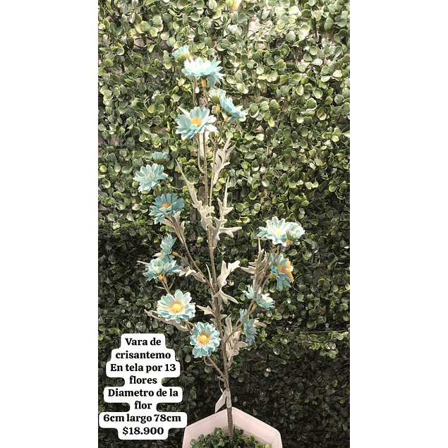 Crisantemo azul