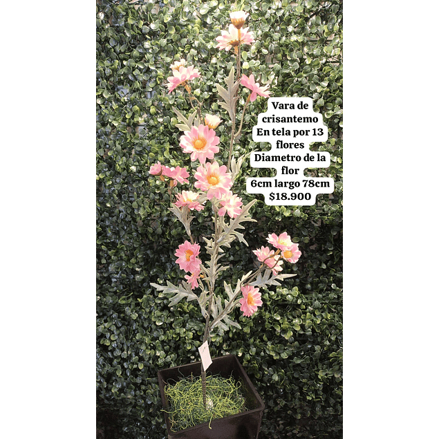 Crisantemo rosado claro