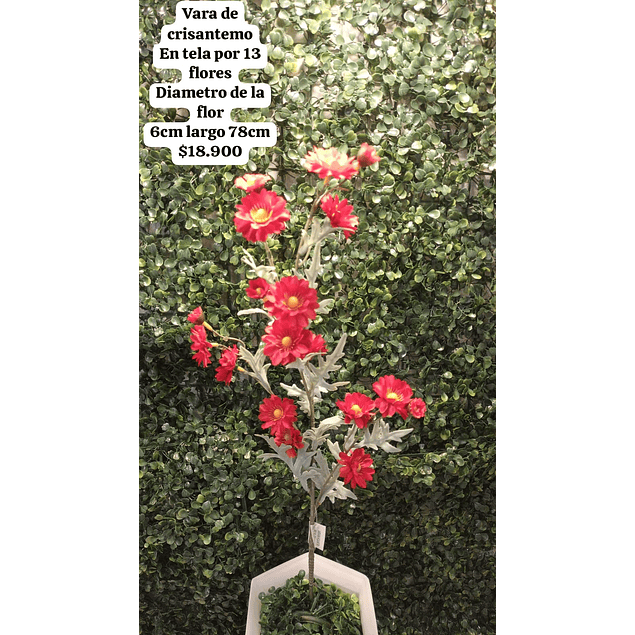 Crisantemo rojo