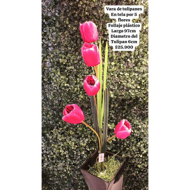 Tulipanes fucsia
