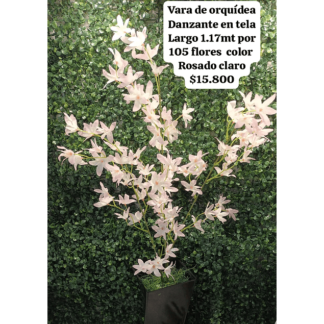 Vara de orquídea danzante rosado claro