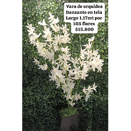 Vara de orquídea danzante blanca