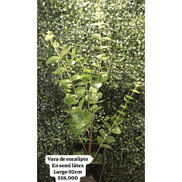 Vara de eucalipto en semi-látex 
