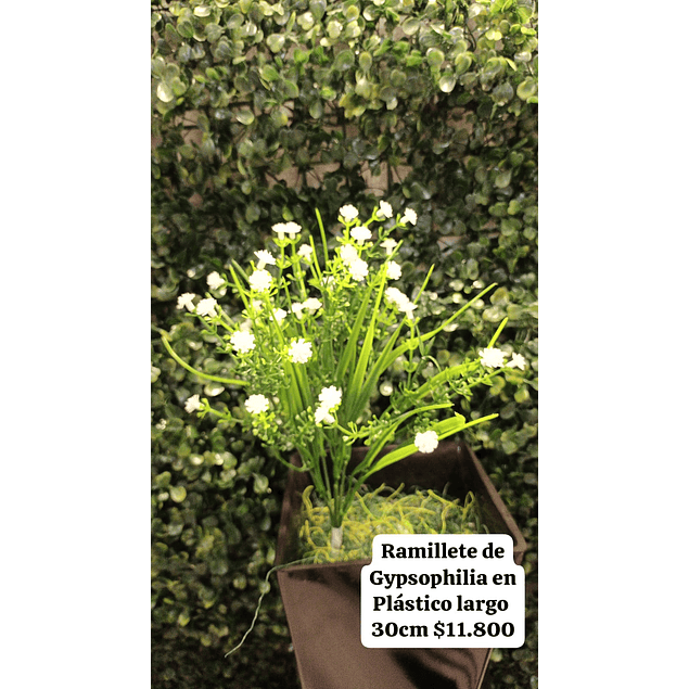 Ramillete de gypsophilia blanca