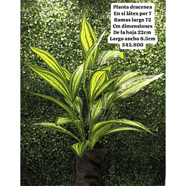 Planta de dracenea (sin matera)