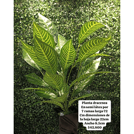 Planta de dracenea verde oscuro (sin matera)