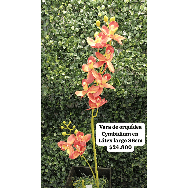 Vara de orquídea bicolor