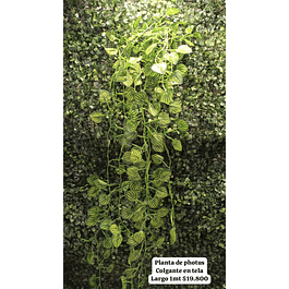 Planta de photus colgante