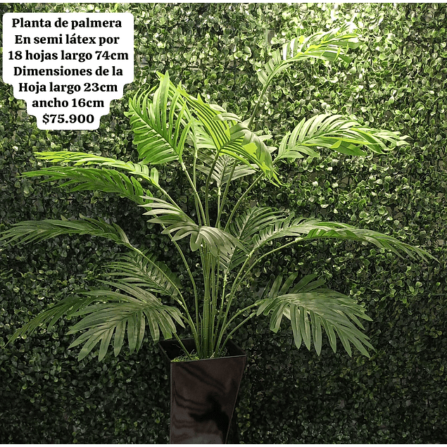 Planta de palmera (sin matera)