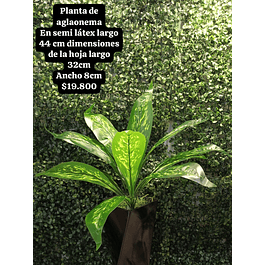 Planta de anglaonema verde (sin matera)