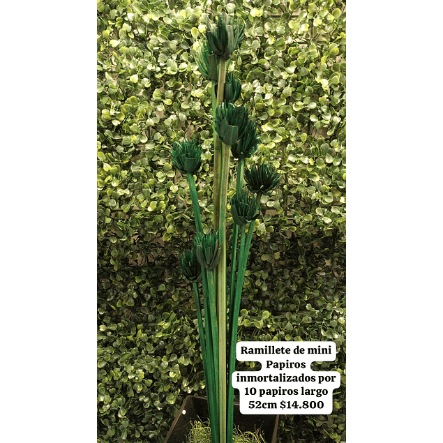 Ramillete de mini papiro verde inmortalizado