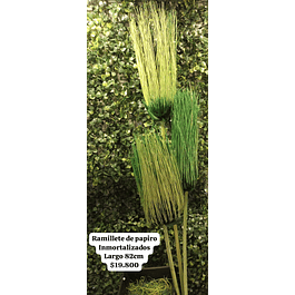 Ramillete de papiro inmortalizado verde
