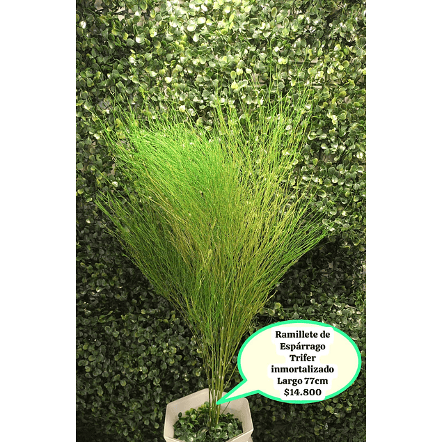Ramillete de espárrago inmortalizado verde