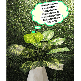 Planta calathea en semi látex