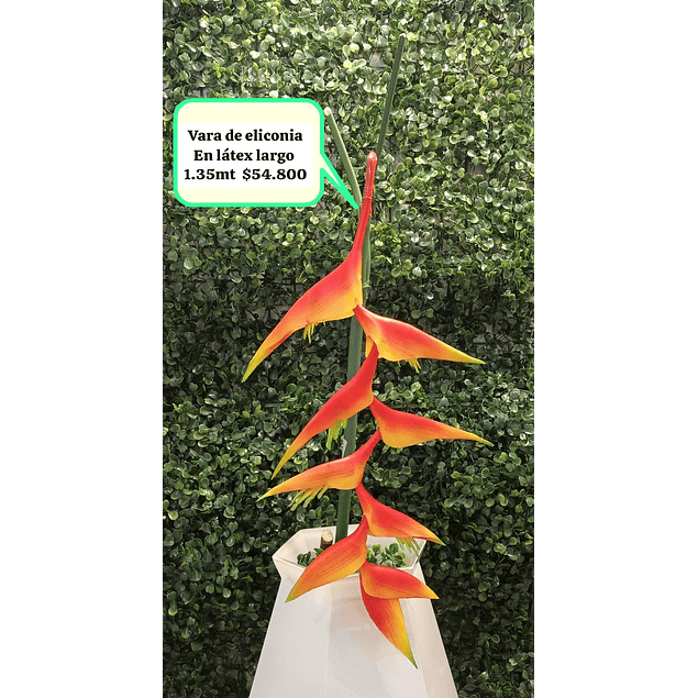 Vara de heliconia roja con naranja en látex