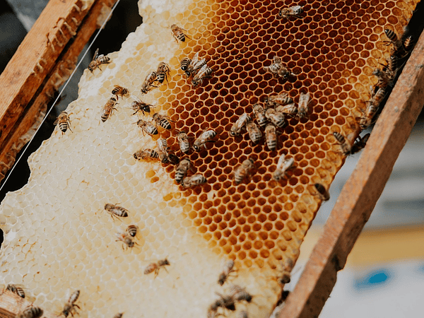 Cera de abejas: el oro natural que transforma tu piel desde el primer uso