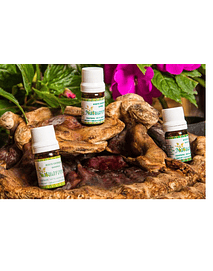 CANNABIS ESSENTIAL OIL