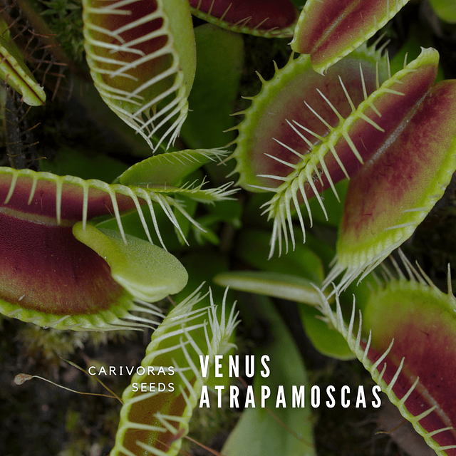 Planta carnivora venus atrapamoscas
