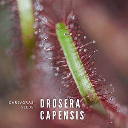 Planta carnivora Drosera Capensis