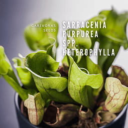 Sarracenia 5cm