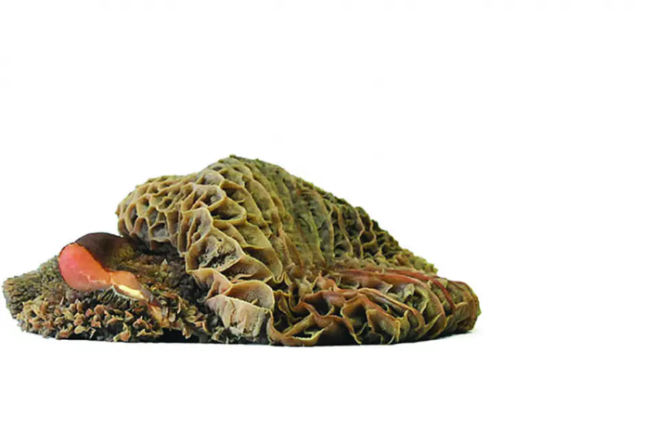 Green Tripe 1
