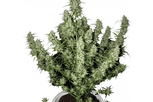 Buddha Seeds Magnum Automatica x3 