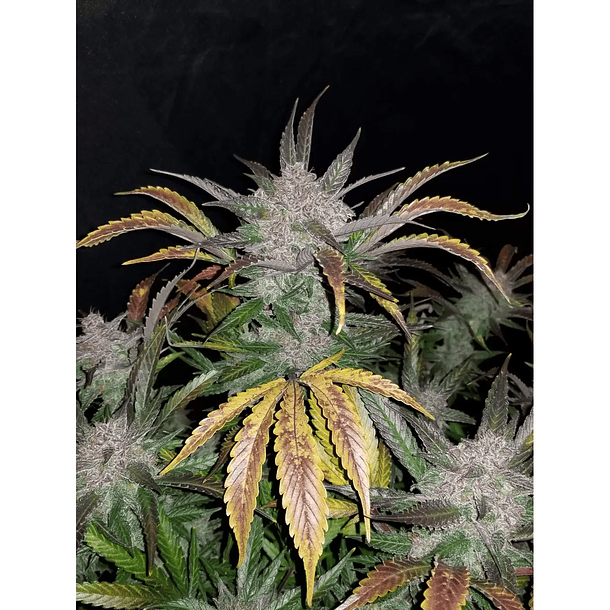 Cream Cookies Auto Granel