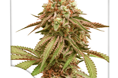 Dutch Passion Tropical Tangie Fem X3