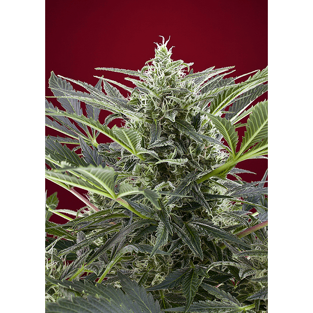 Lemon Haze Auto Granel 