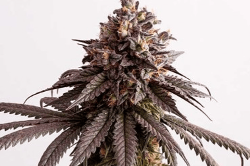 Peyote Cookies fem Granel 