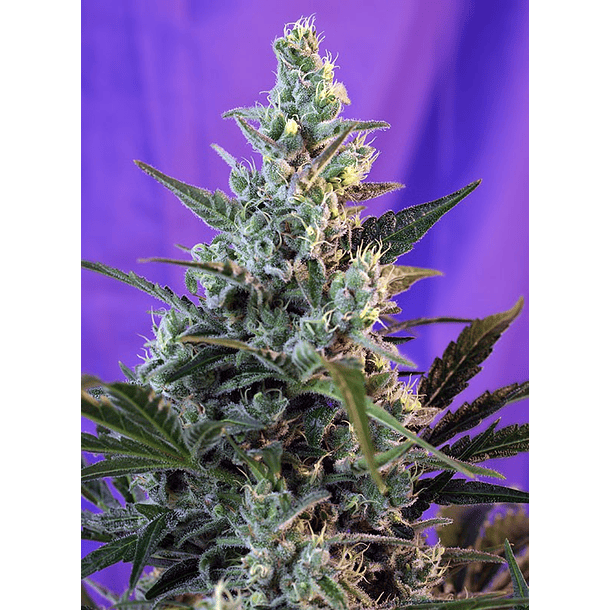 Skunk Auto Granel