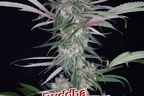 Buddha Seeds Auto Zkitt X3