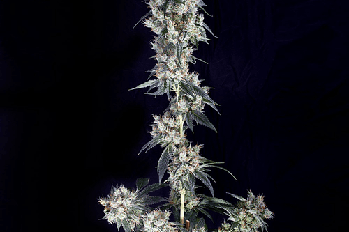 Buddha Seeds Buddha Cookie Fem