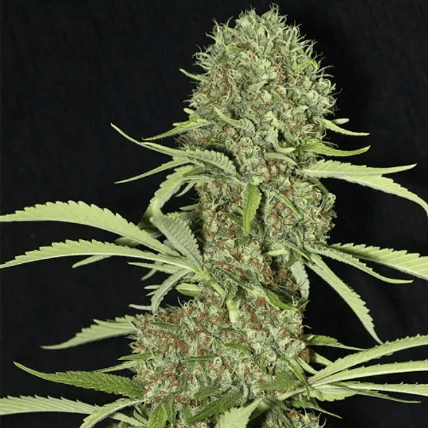 Eva Seeds Black Dream Fem X3