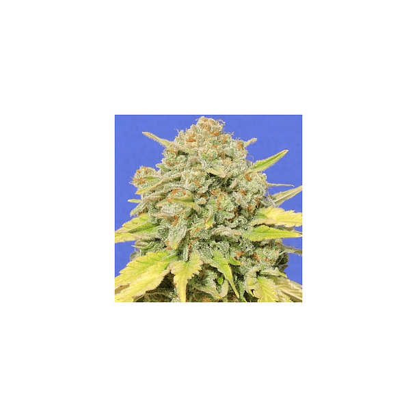 Zkittlez Fem F1 Granel