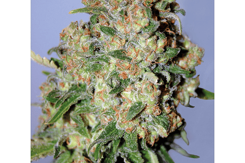 Critical Widow Fem F1 Granel