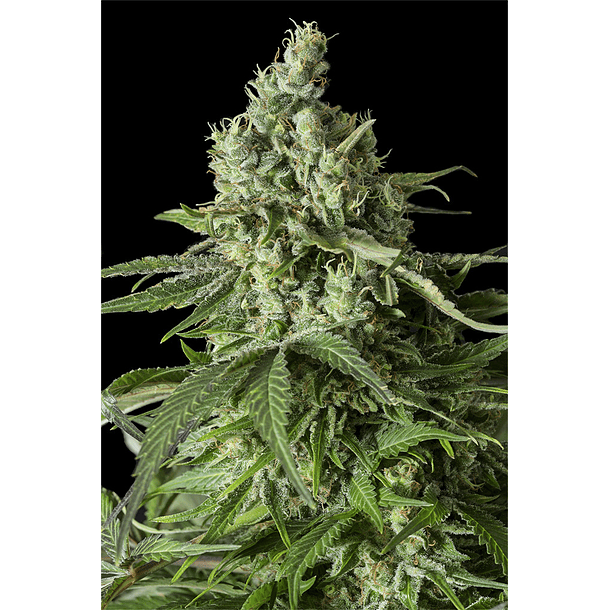 Moby Dick Auto Granel