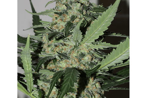 Green Kush Fem F1 Granel