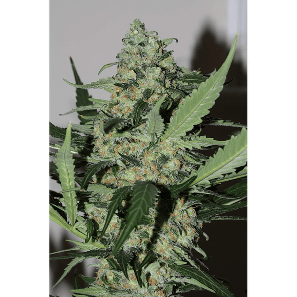 Green Kush Fem Granel