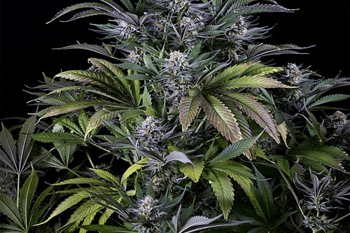 Bubble Gum Auto Granel