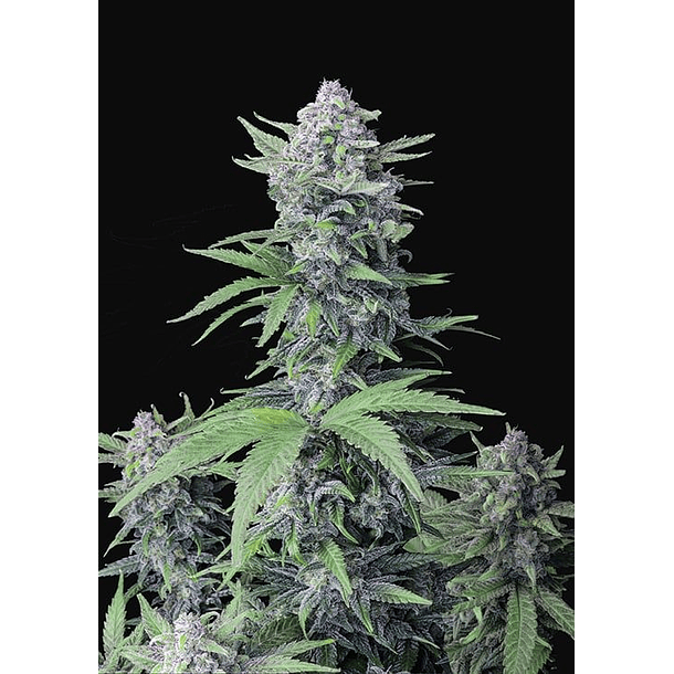 Tropicana Cookies Auto X5